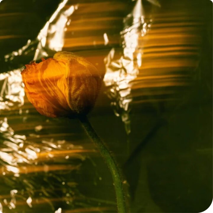Nourishing Rich Cream - Image 5