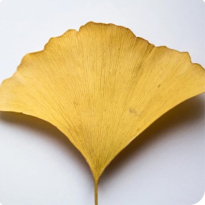 Antioxidant Ginkgo Gel Booster - Image 5