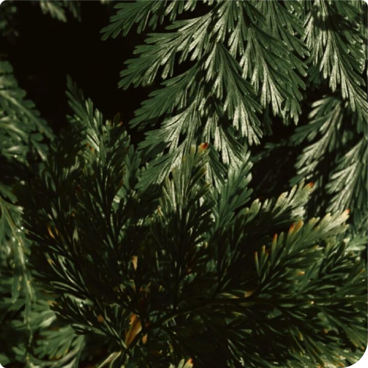 Gloss Shampoo Smoky Green Vetiver - Image 4