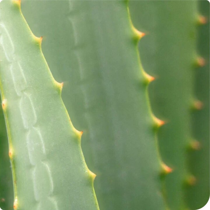 Soothing After-Sun Lotion - Image 5