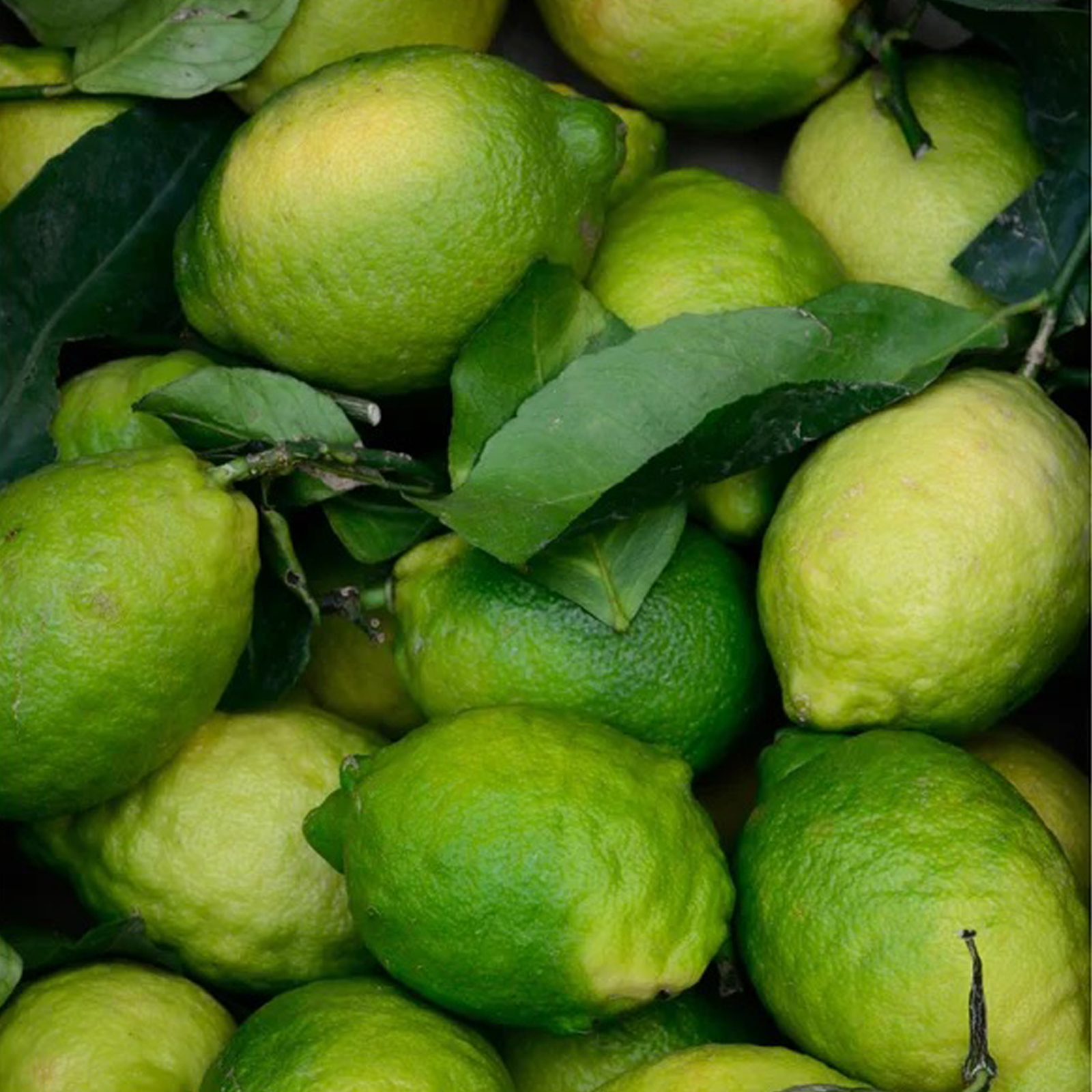 Prebiotics Face Mist - Image 4