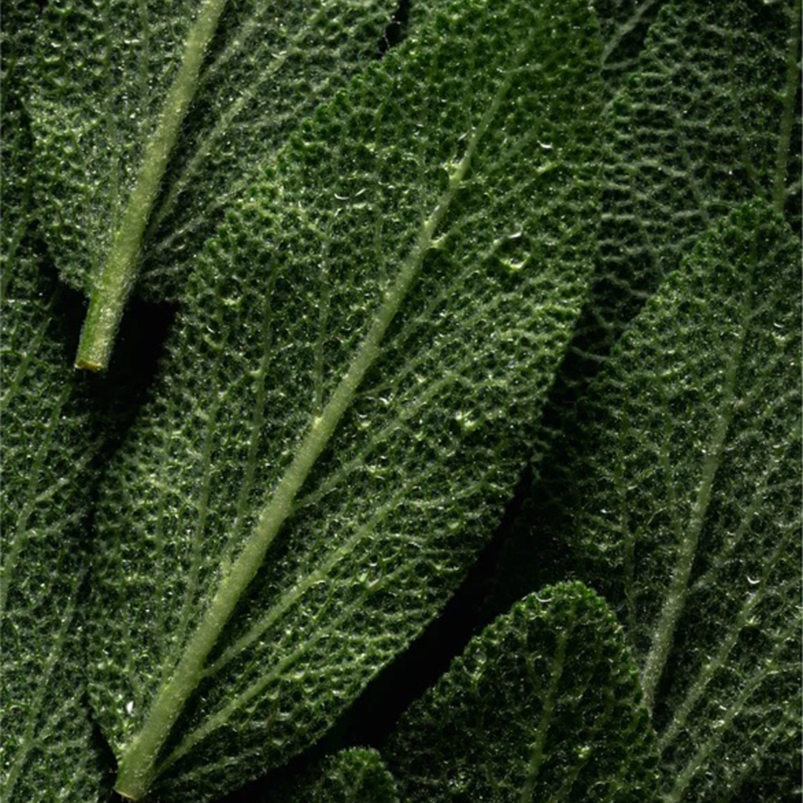 Prebiotics Face Mist - Image 5